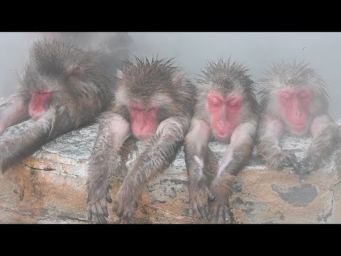 寒さ本番、サルも温泉で一息　北海道・函館で長風呂も
