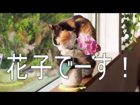 鹿児島・指宿「ペンション菜の花館」の花子