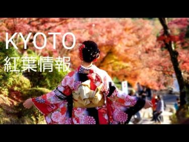 KYOTO 京都の紅葉狩り  外国人観光客で大混雑 It’s leaf peeping season in Kyoto   เกียวโตะ